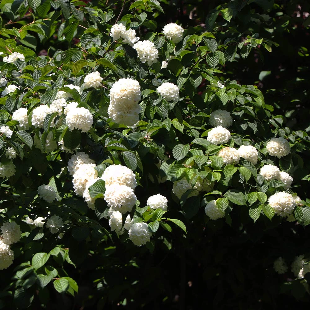Japanese Snowball Bush - Image 5