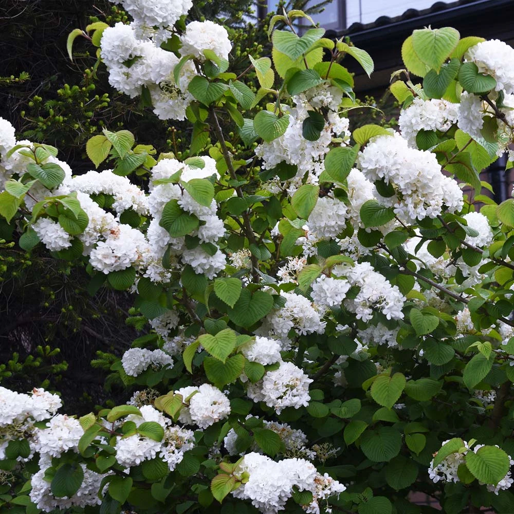 Japanese Snowball Bush - Image 3