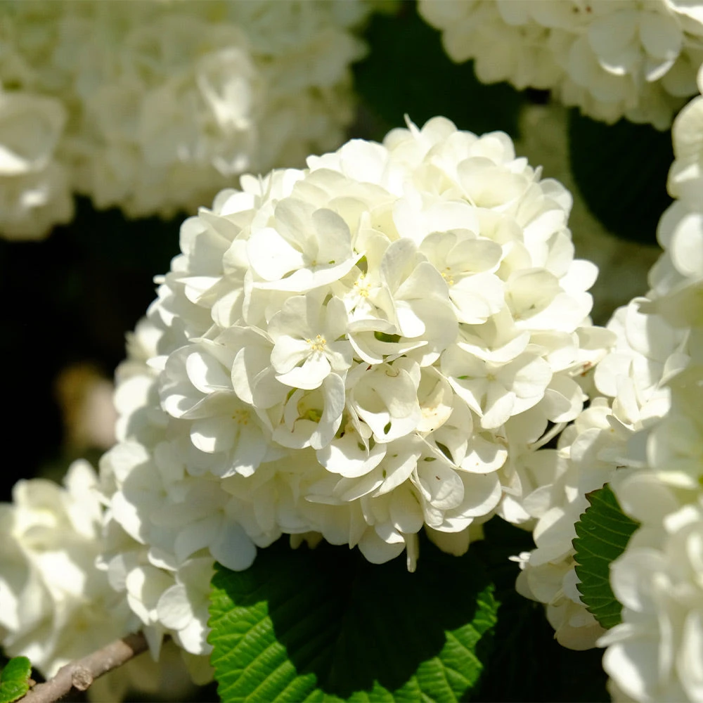 Japanese Snowball Bush - Image 2