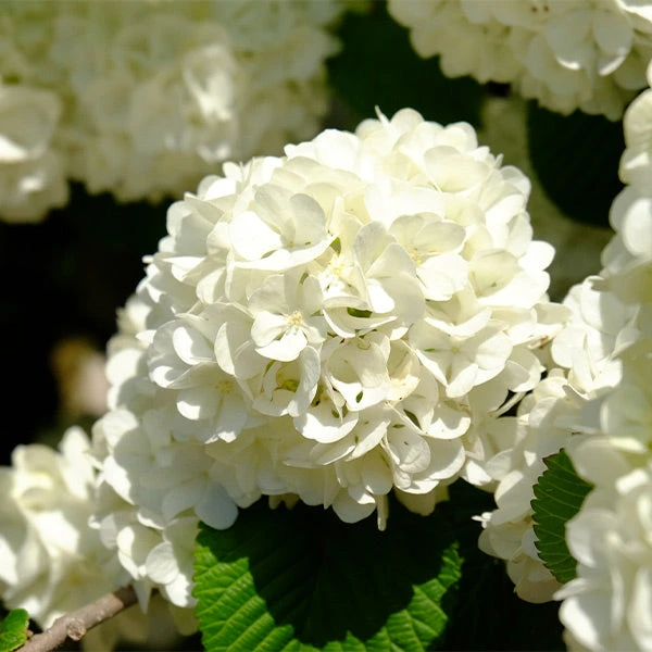 Japanese Snowball Bush