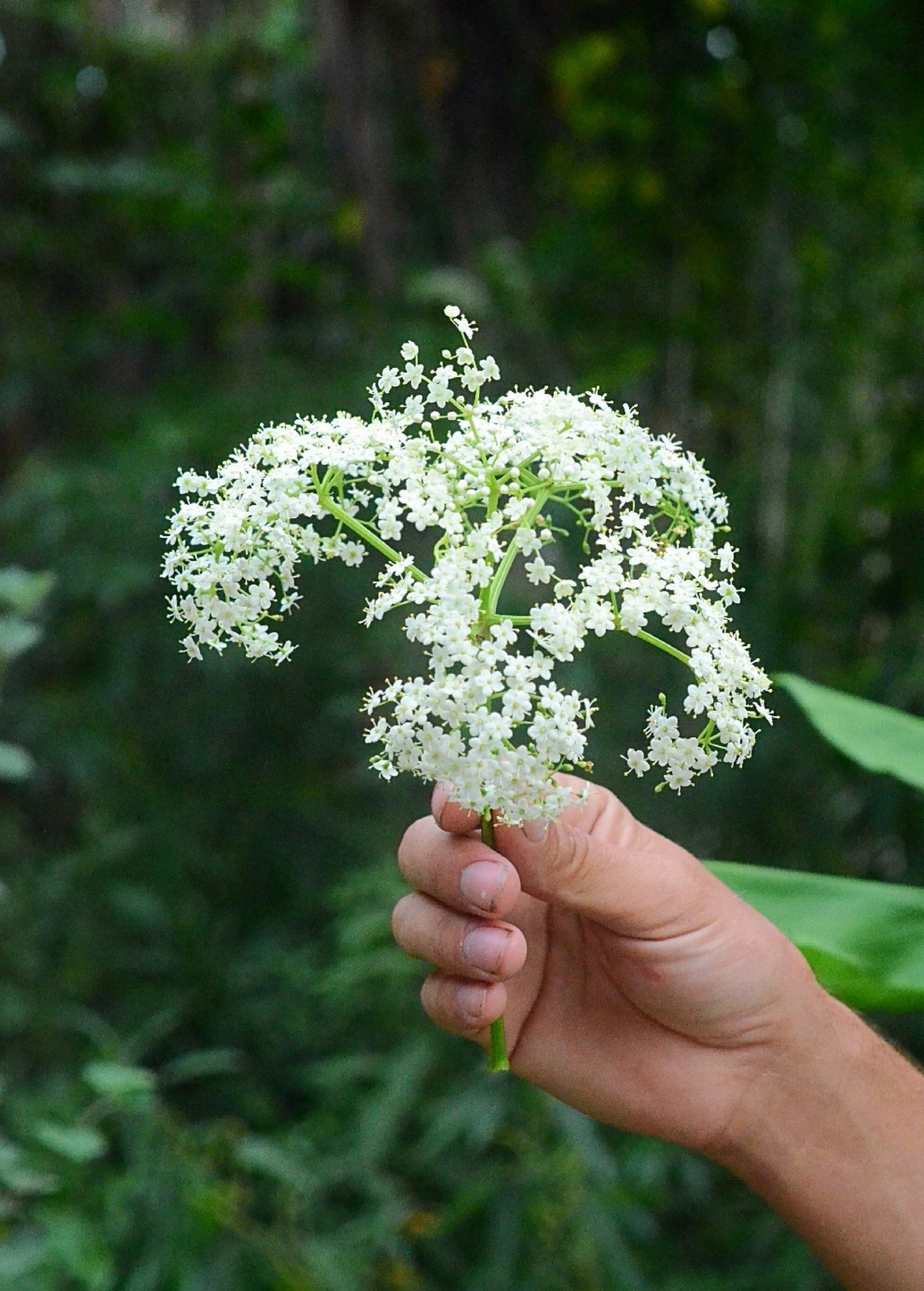 Elderberry, Florida Native (Sambucus Canadensis) - Image 2