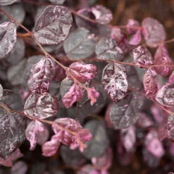 Jazz HandsĀ® Variegated Loropetalum