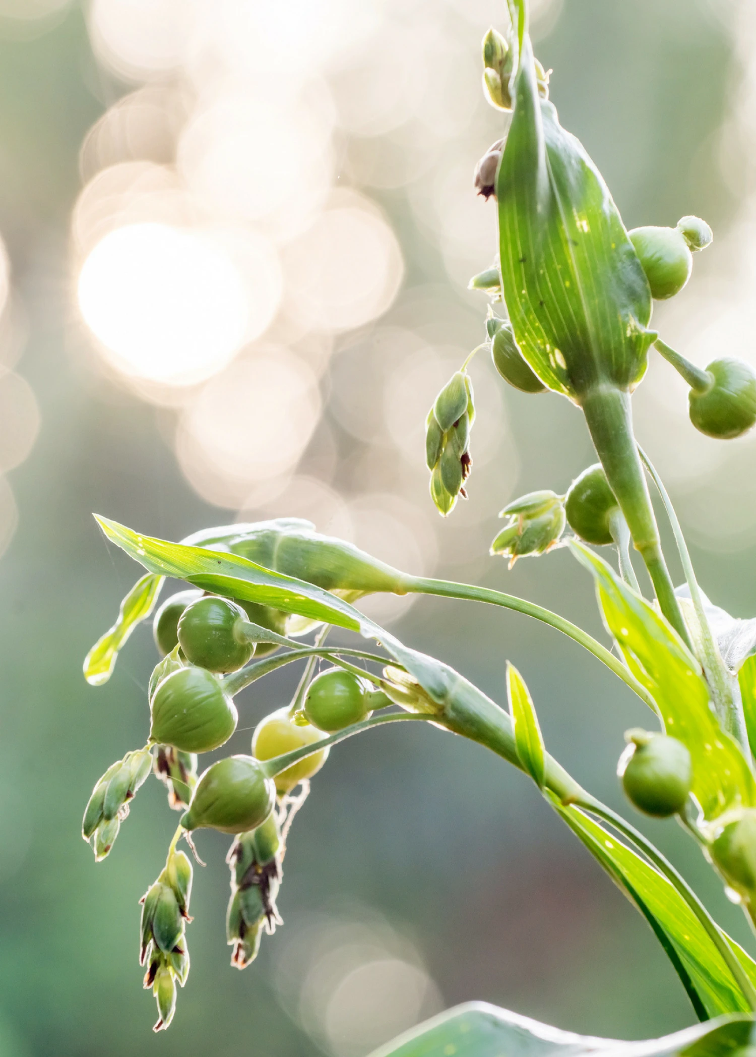 Job's Tears (Coix Lacryma-jobi) - Image 3