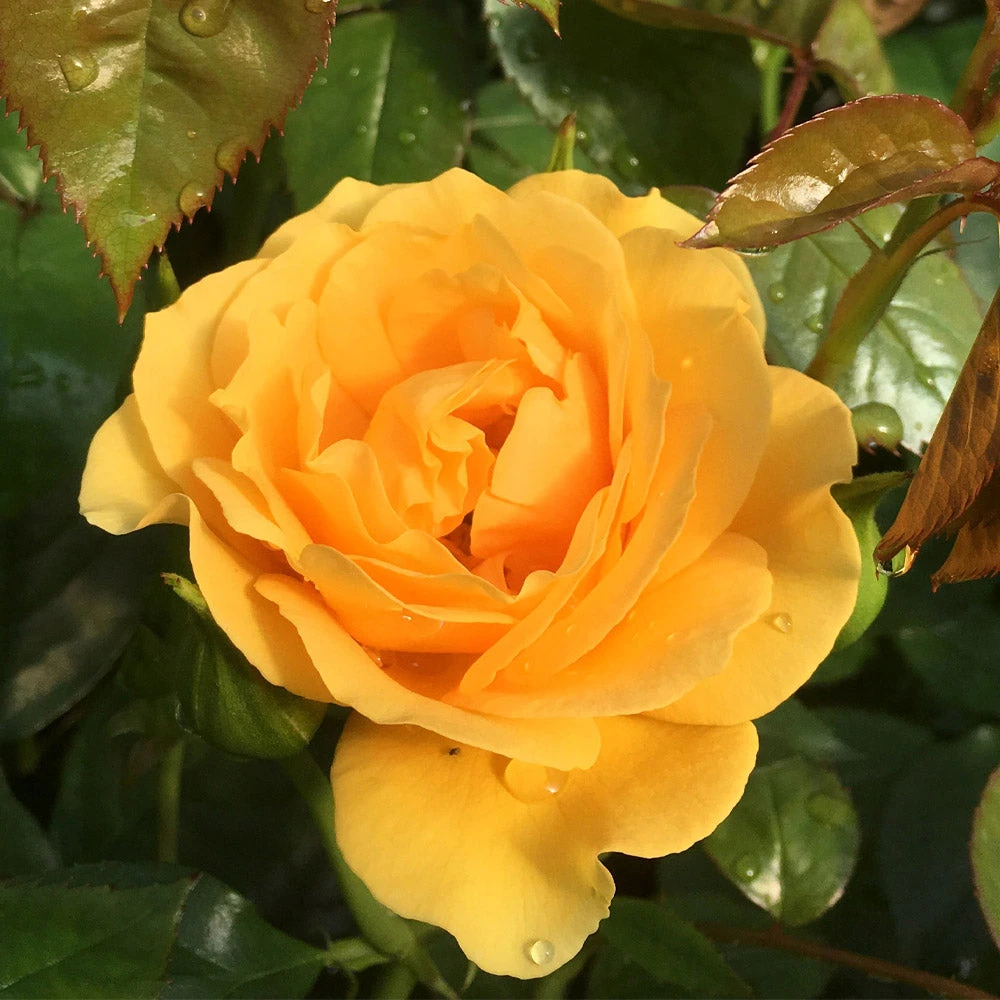 Julia Child Rose Tree - Image 3