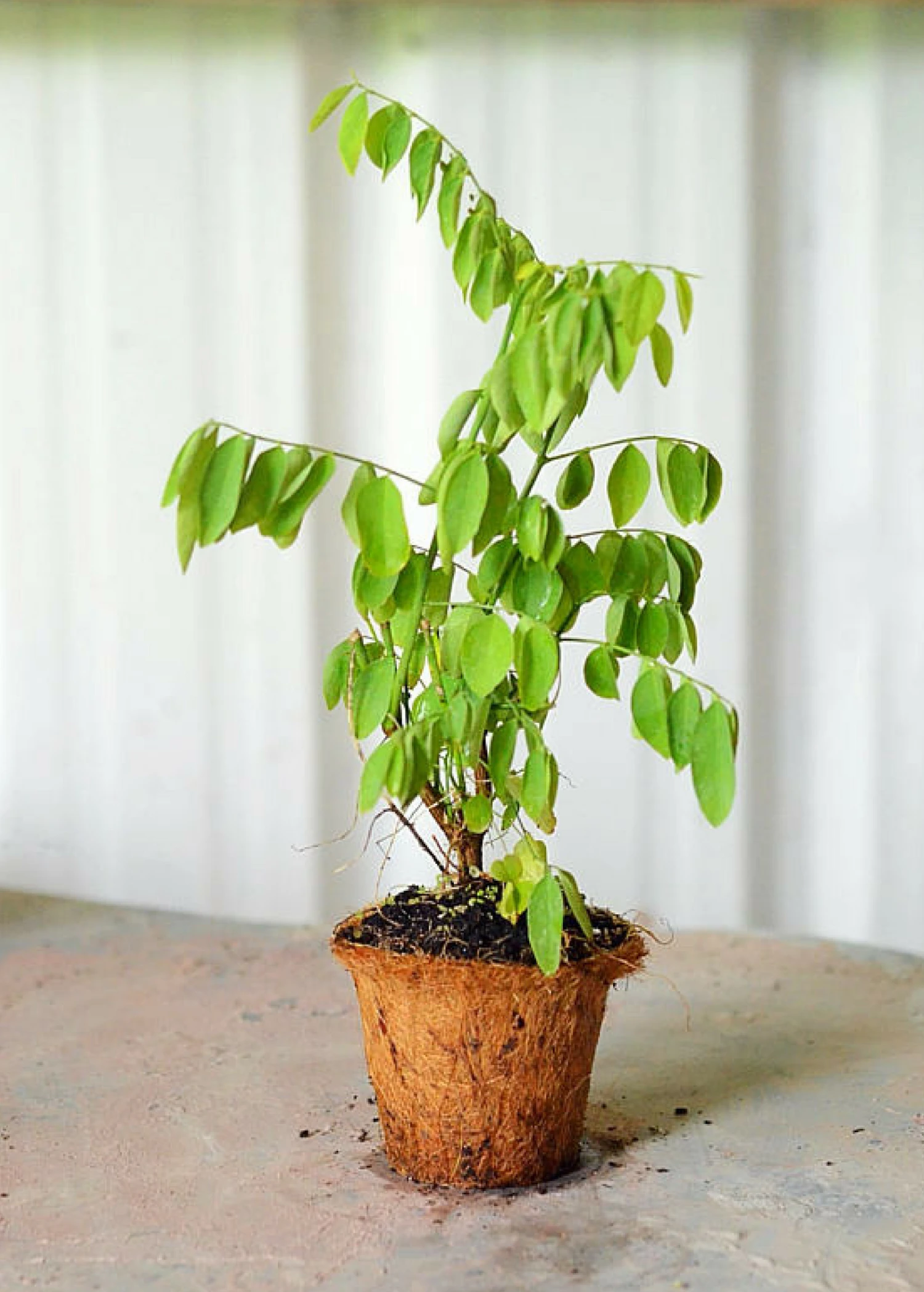 Katuk (Sauropus Androgynus) - Image 2