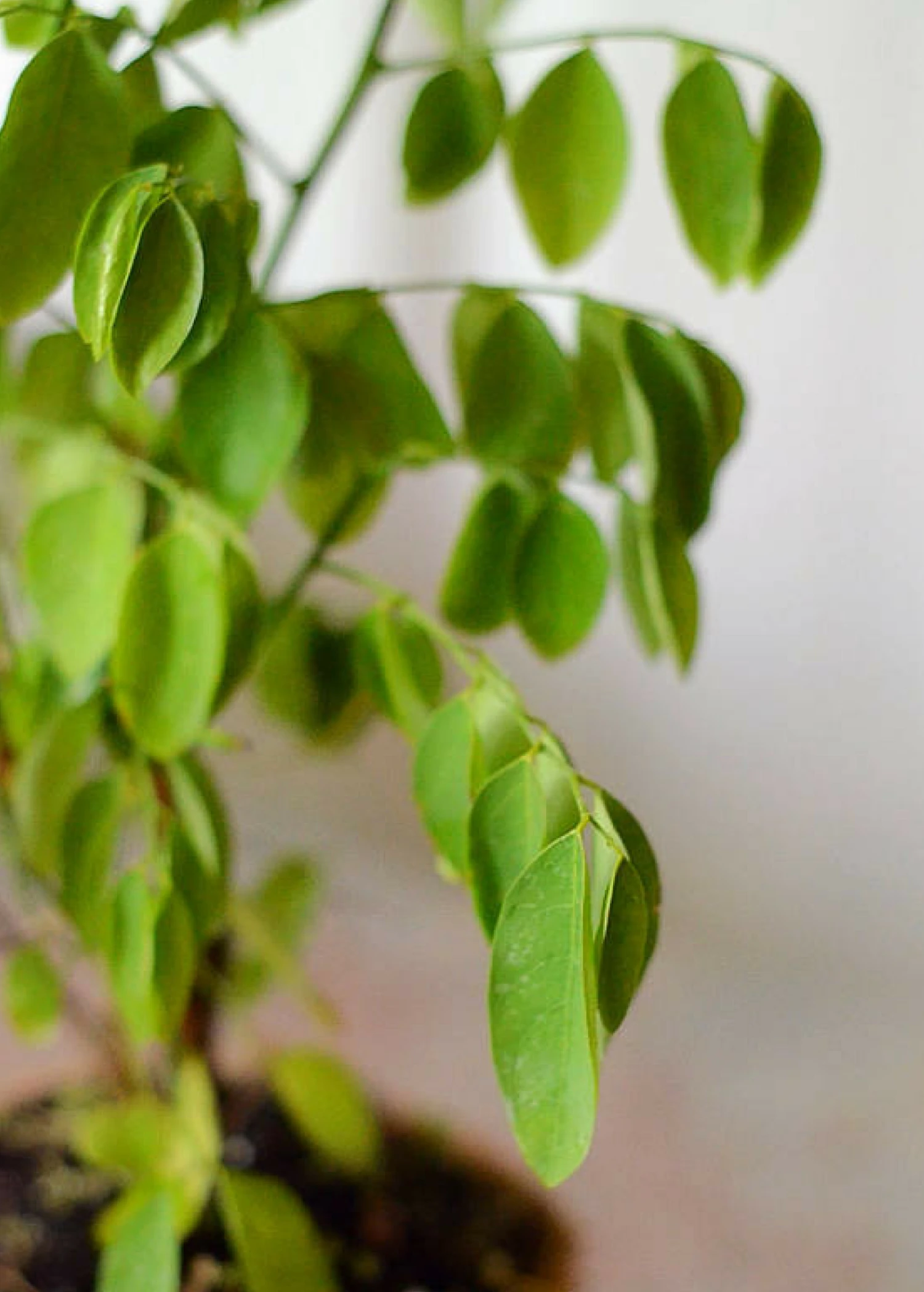 Katuk (Sauropus Androgynus) - Image 3