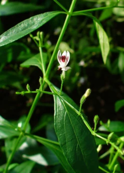 King Of Bitters (Andrographis Paniculata)
