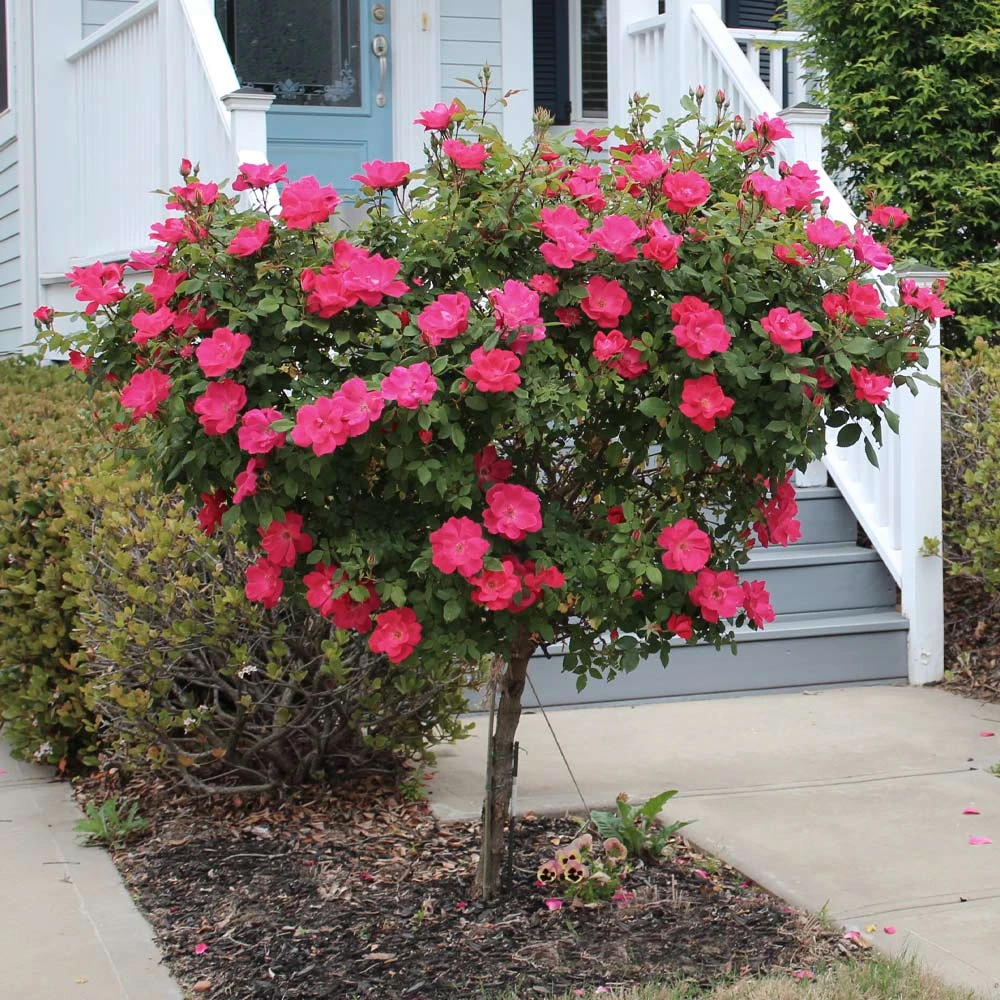 Knock Out® Rose Tree - Image 4