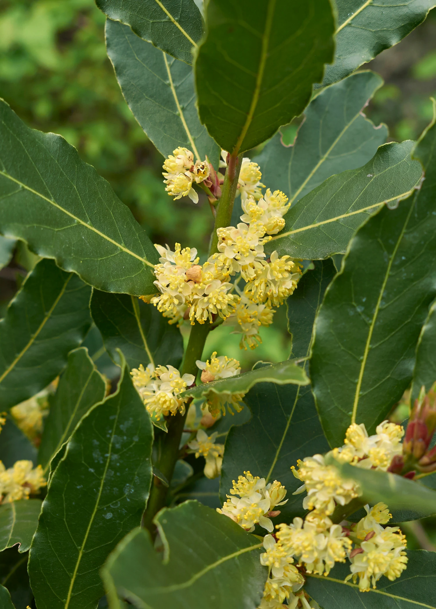 Bay Leaf, Bay Laurel (Laurus Nobilis) - Image 2