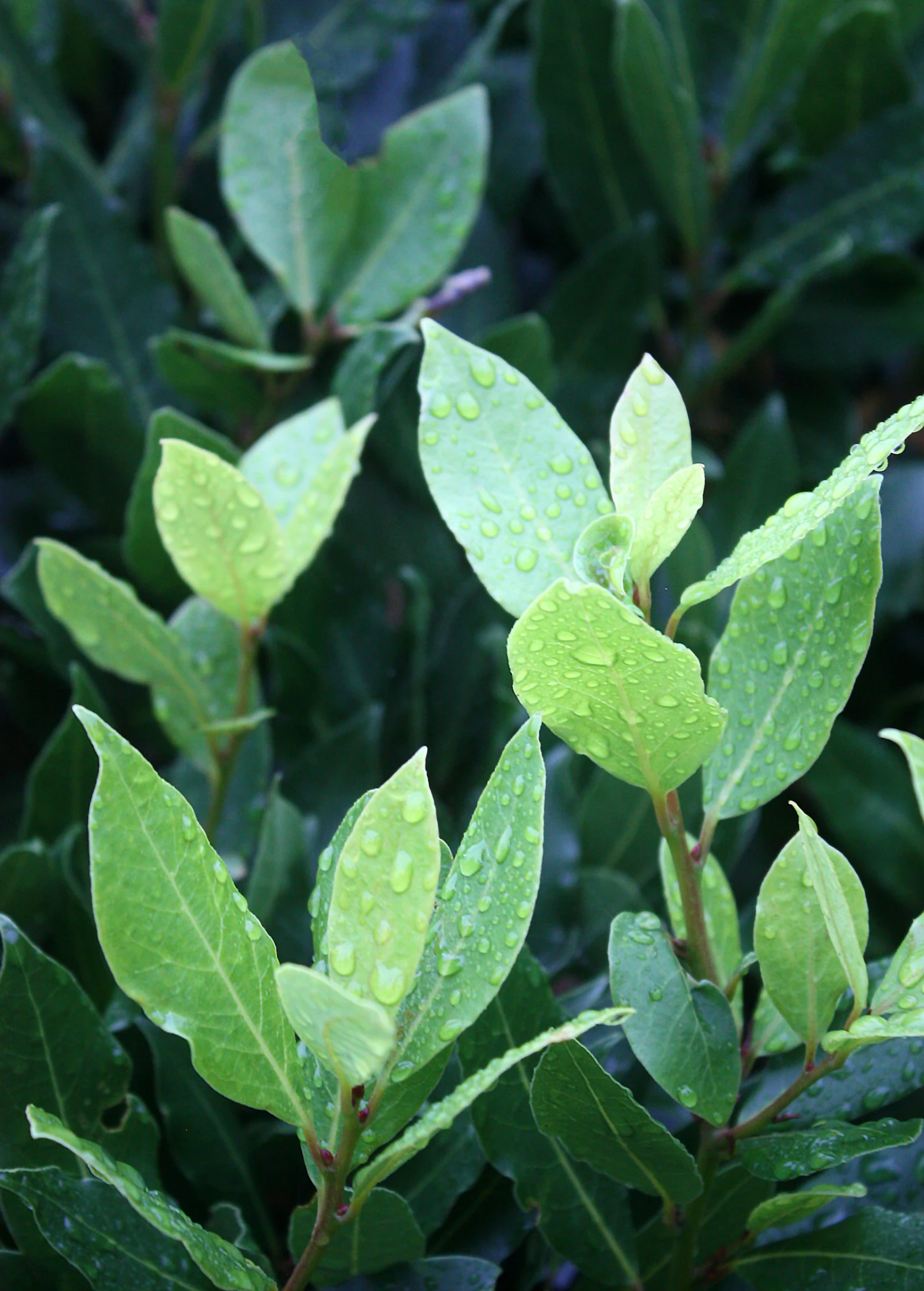 Bay Leaf, Bay Laurel (Laurus Nobilis) - Image 3