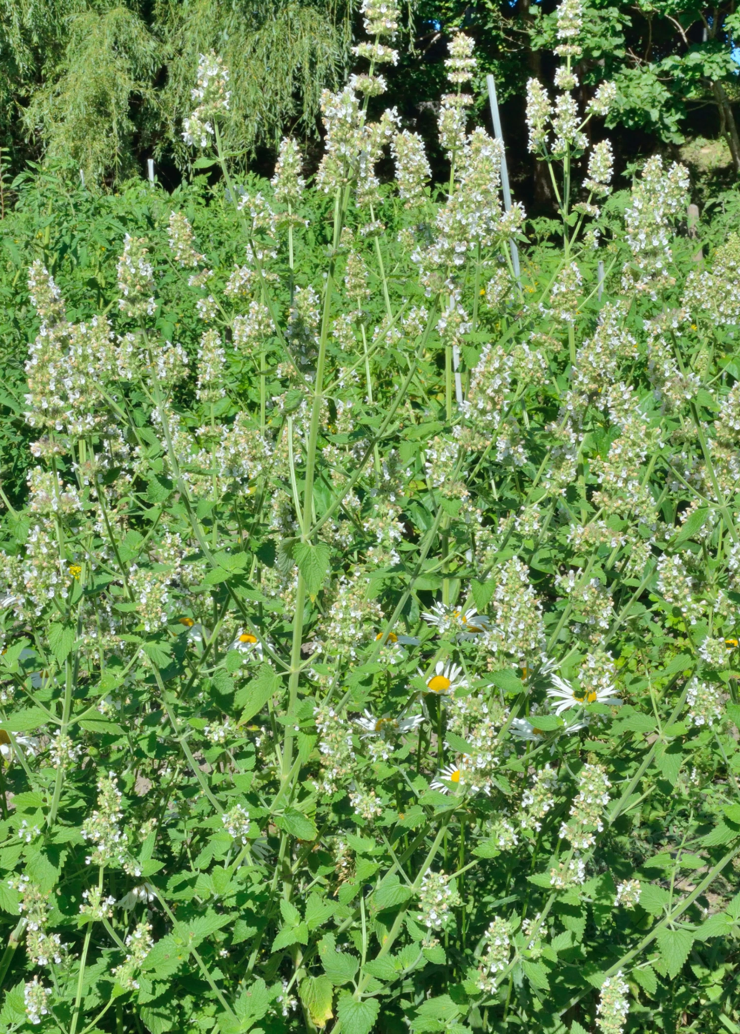 Lemon Balm - Image 2