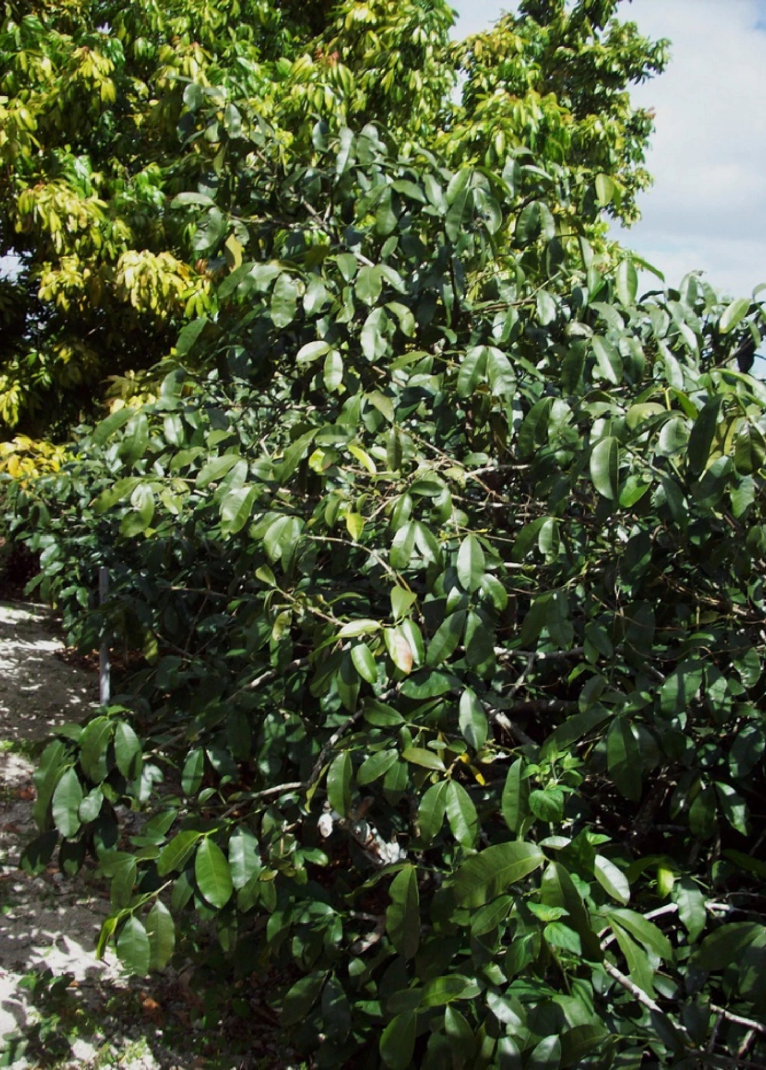 Lemon Drop Mangosteen (Garcinia Intermedia) - Image 2