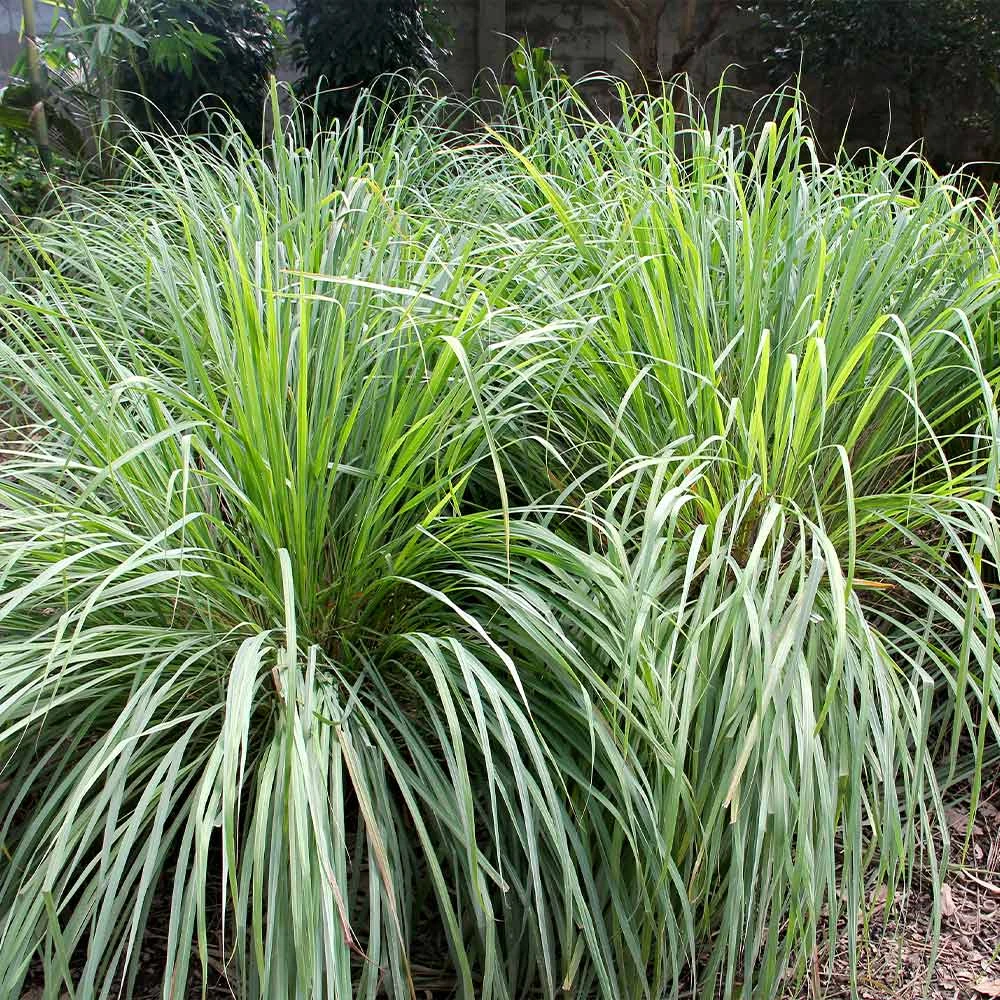 Lemon Grass Plant (Cymbopogon Citratus) - Image 3