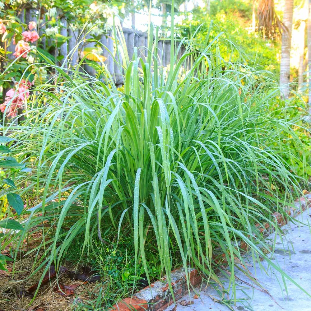 Lemon Grass Plant (Cymbopogon Citratus) - Image 2