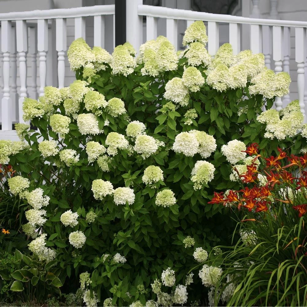 Limelight Hydrangea Shrub - Image 2