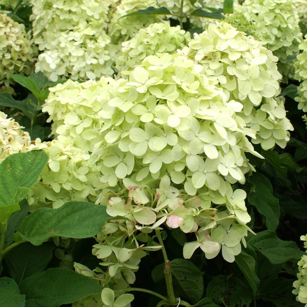 Limelight Hydrangea Shrub - Image 3