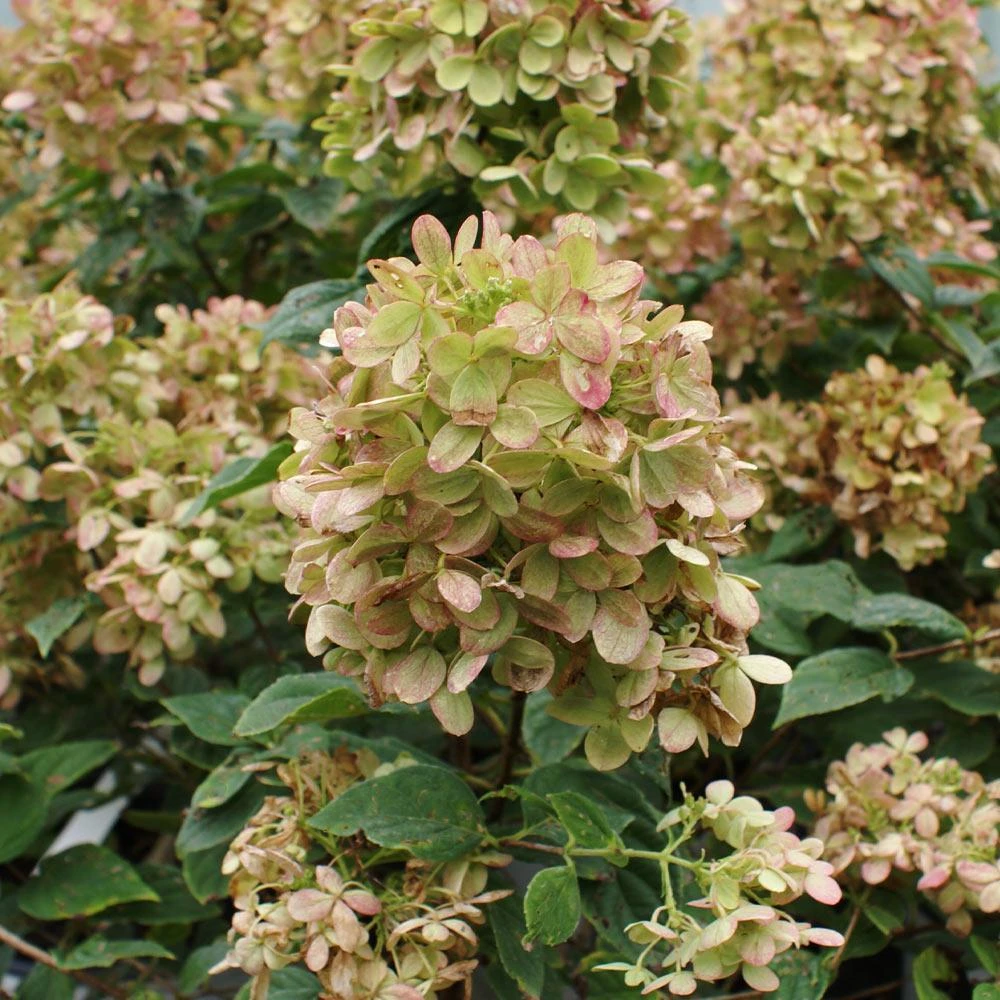 Limelight Hydrangea Shrub - Image 6