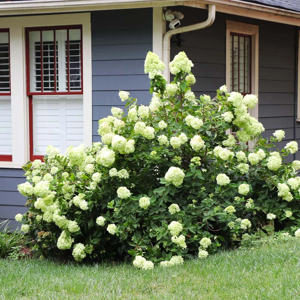 Limelight Hydrangea Shrub - Image 5
