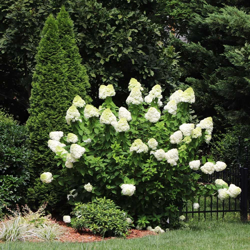 Limelight Hydrangea Shrub - Image 4