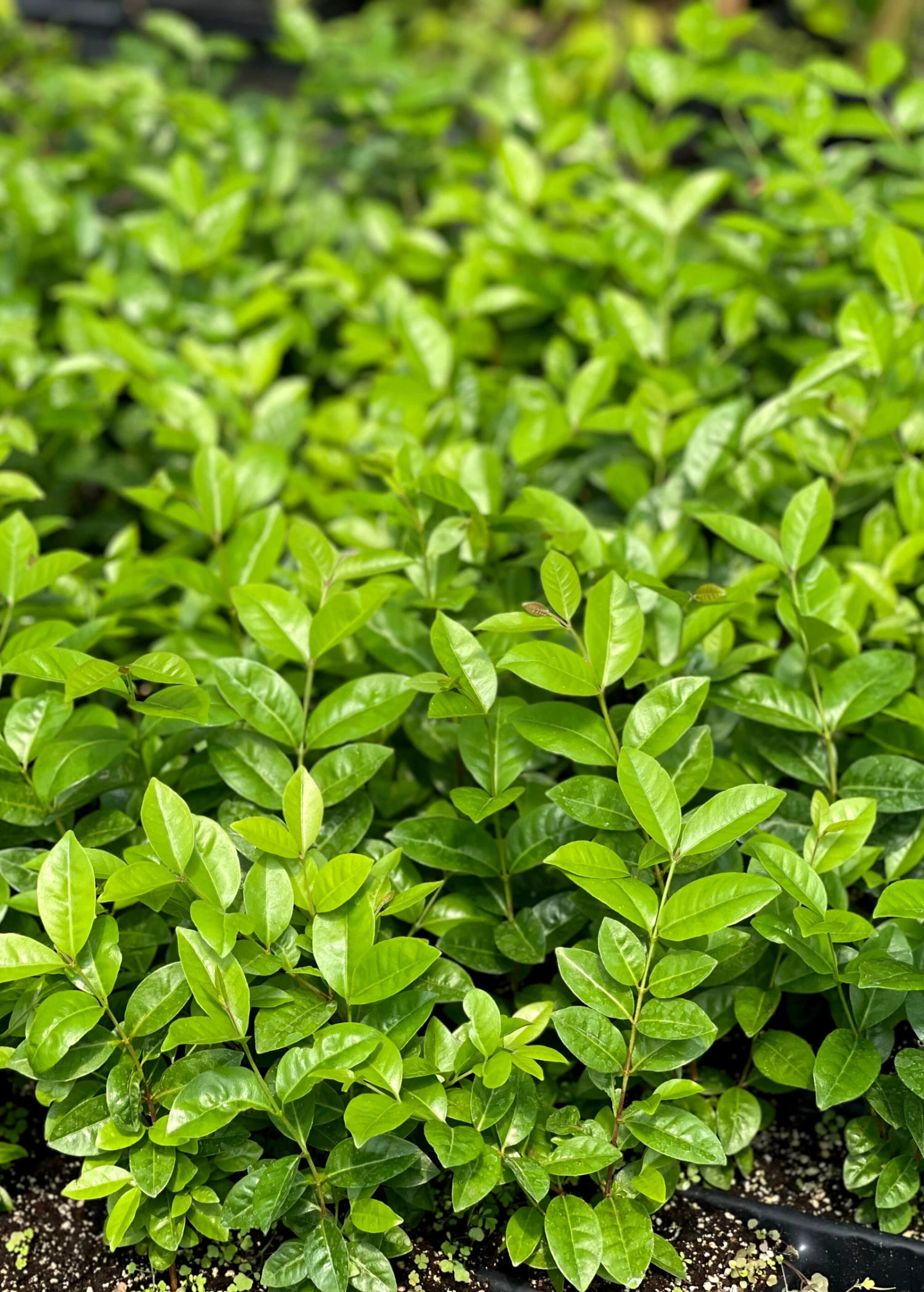 Cherry Of The Rio Grande (Eugenia Involucrata) - Image 2