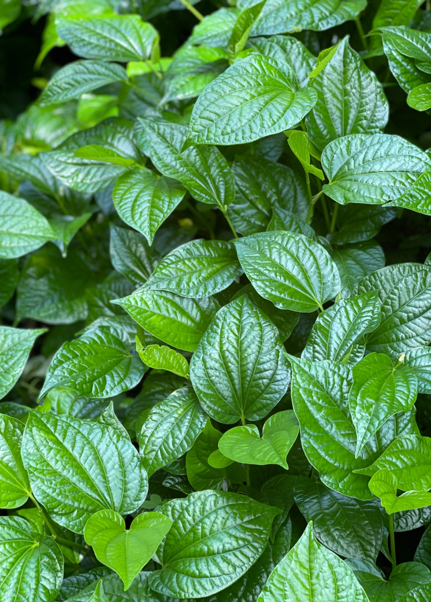 Lolot (Piper Sarmentosum) - Image 3