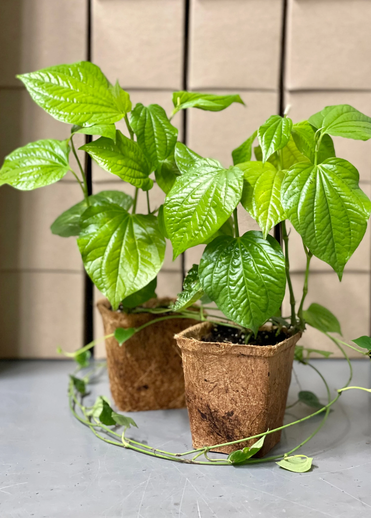 Lolot (Piper Sarmentosum) - Image 2