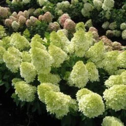 Magical® Candle Hydrangea Shrub