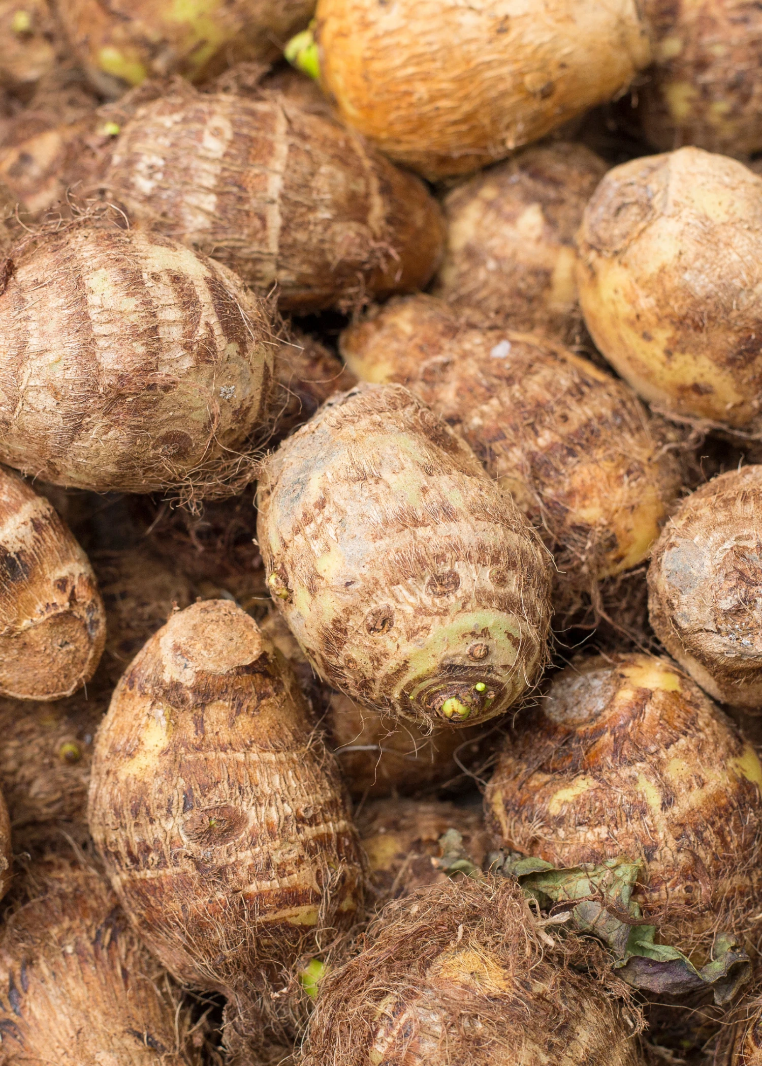 Malanga (Xanthosoma Sagittifolium) - Image 2