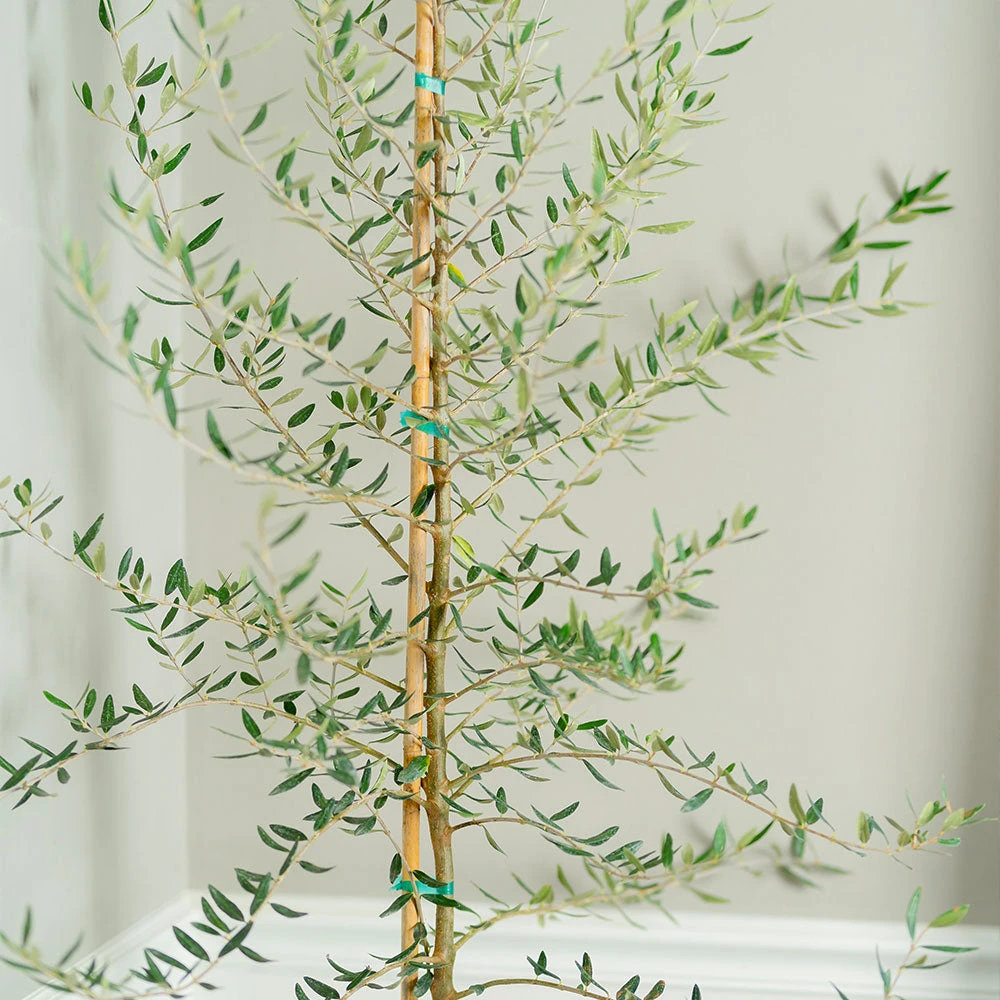 Manzanillo Olive Tree - Image 3