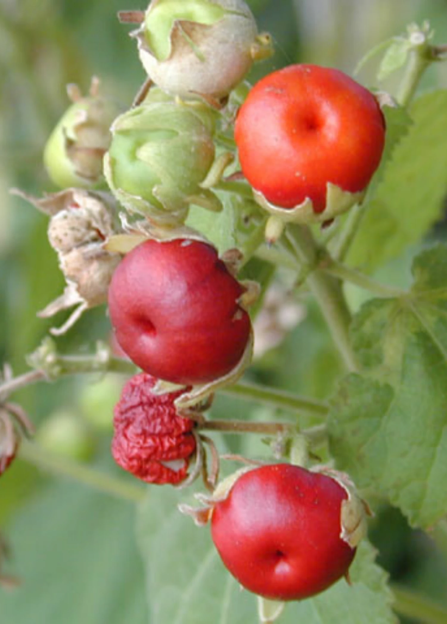 Manzanilla (Malvaviscus Arboreus Var. Drummondii) - Image 2