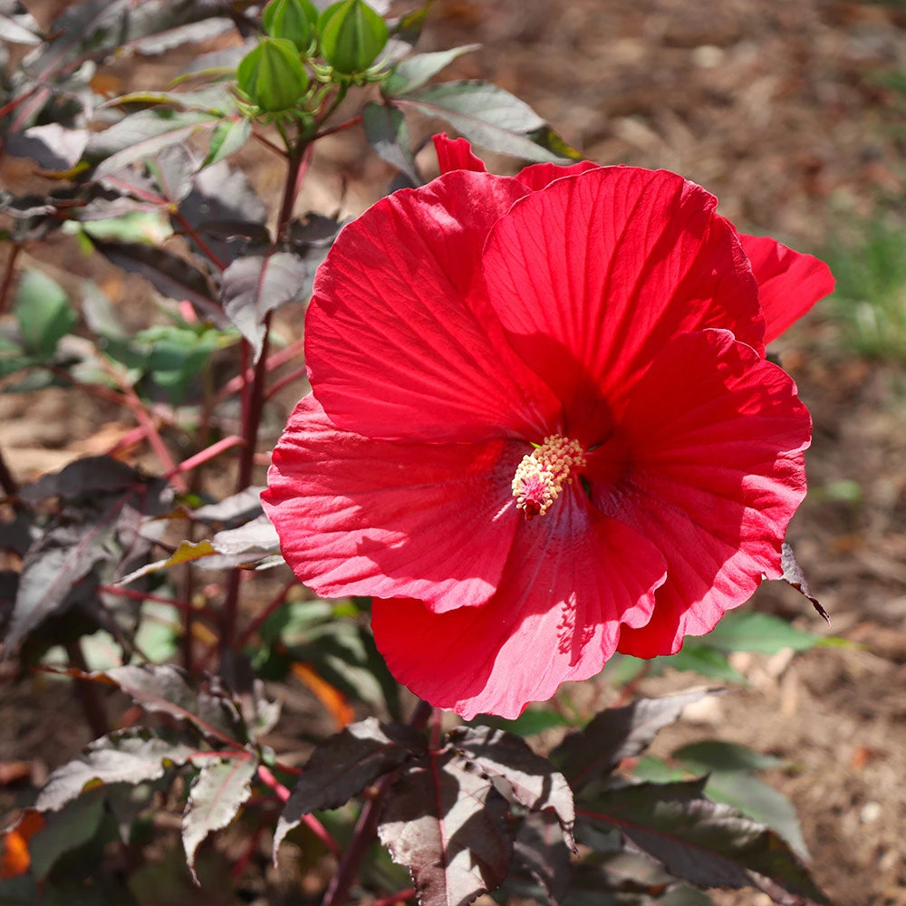 Midnight Marvel Hardy Hibiscus - Image 5