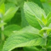 Mojito Mint (Mentha Villosa)