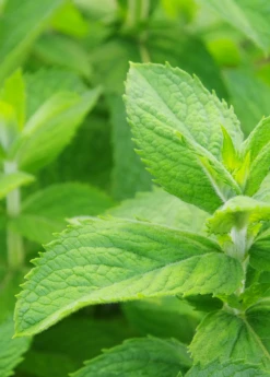 Mojito Mint (Mentha Villosa)