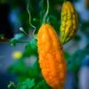 Bitter Melon, Chinese (Momordica Charantia)