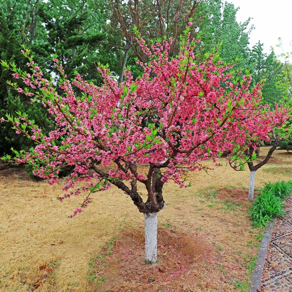 Multi-Peach Tree - Image 3