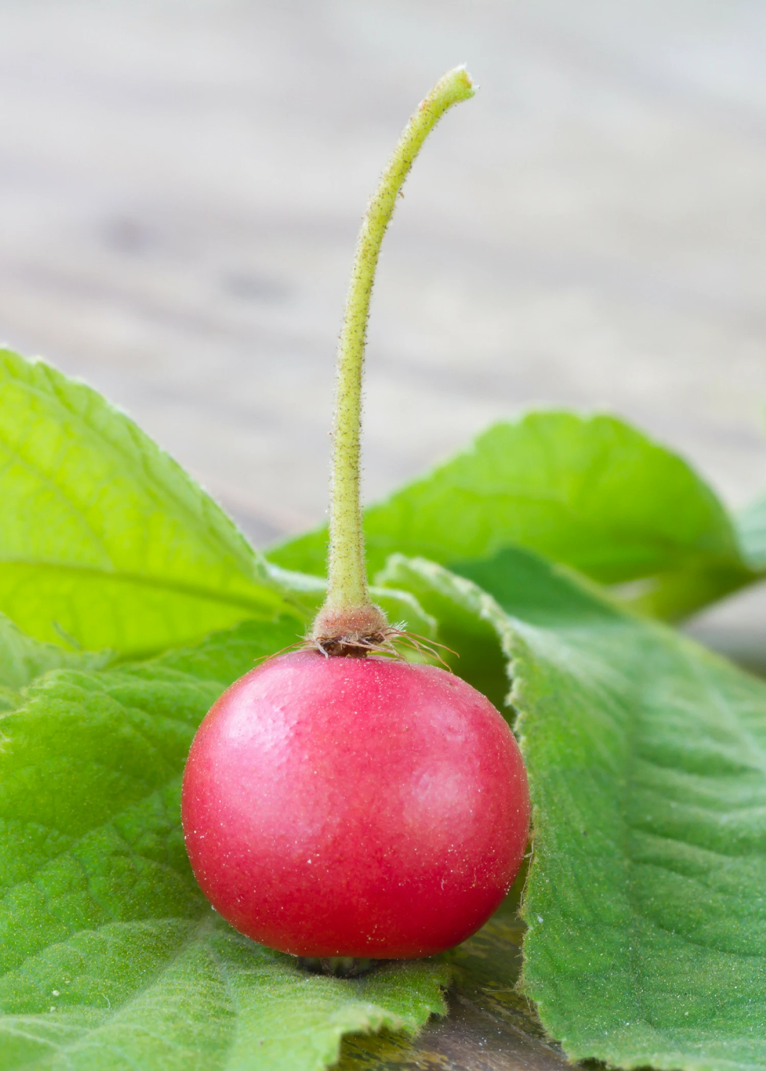 Strawberry Tree, Red (Muntingia Calabura) - Image 3