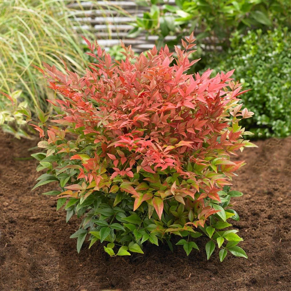 Obsession™ Nandina Shrub - Image 3