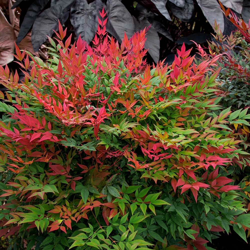 Obsession™ Nandina Shrub - Image 2