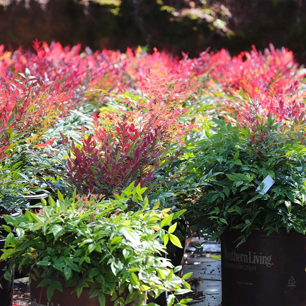 Obsession™ Nandina Shrub - Image 8