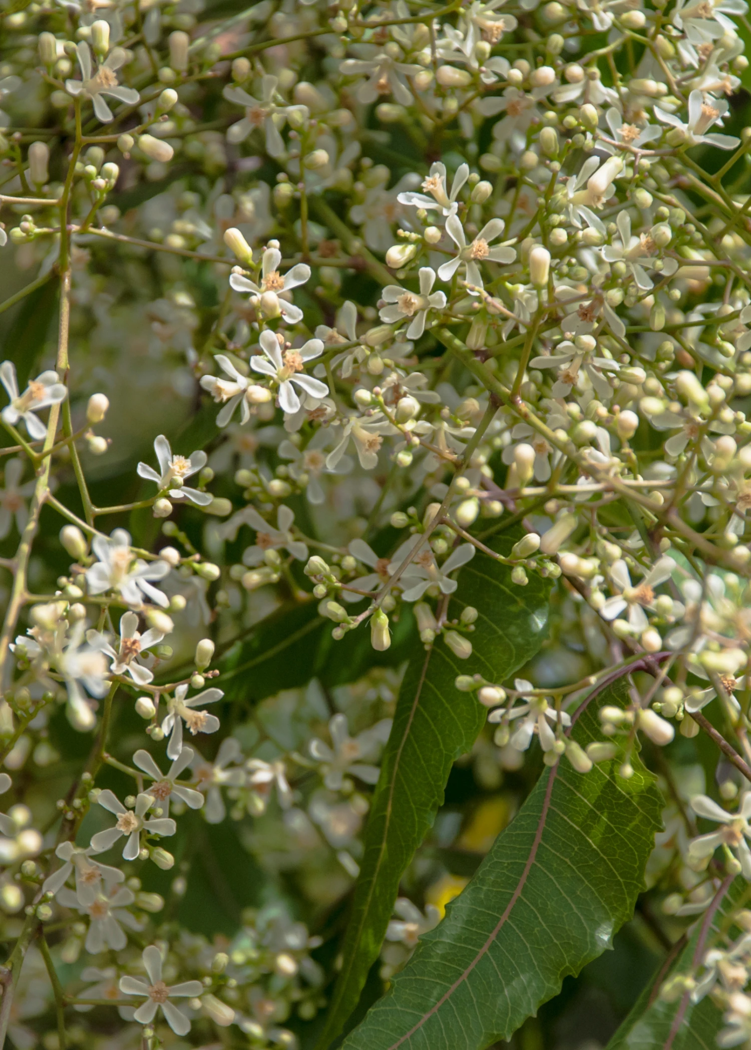Neem Tree (Azadirachta Indica) - Image 2