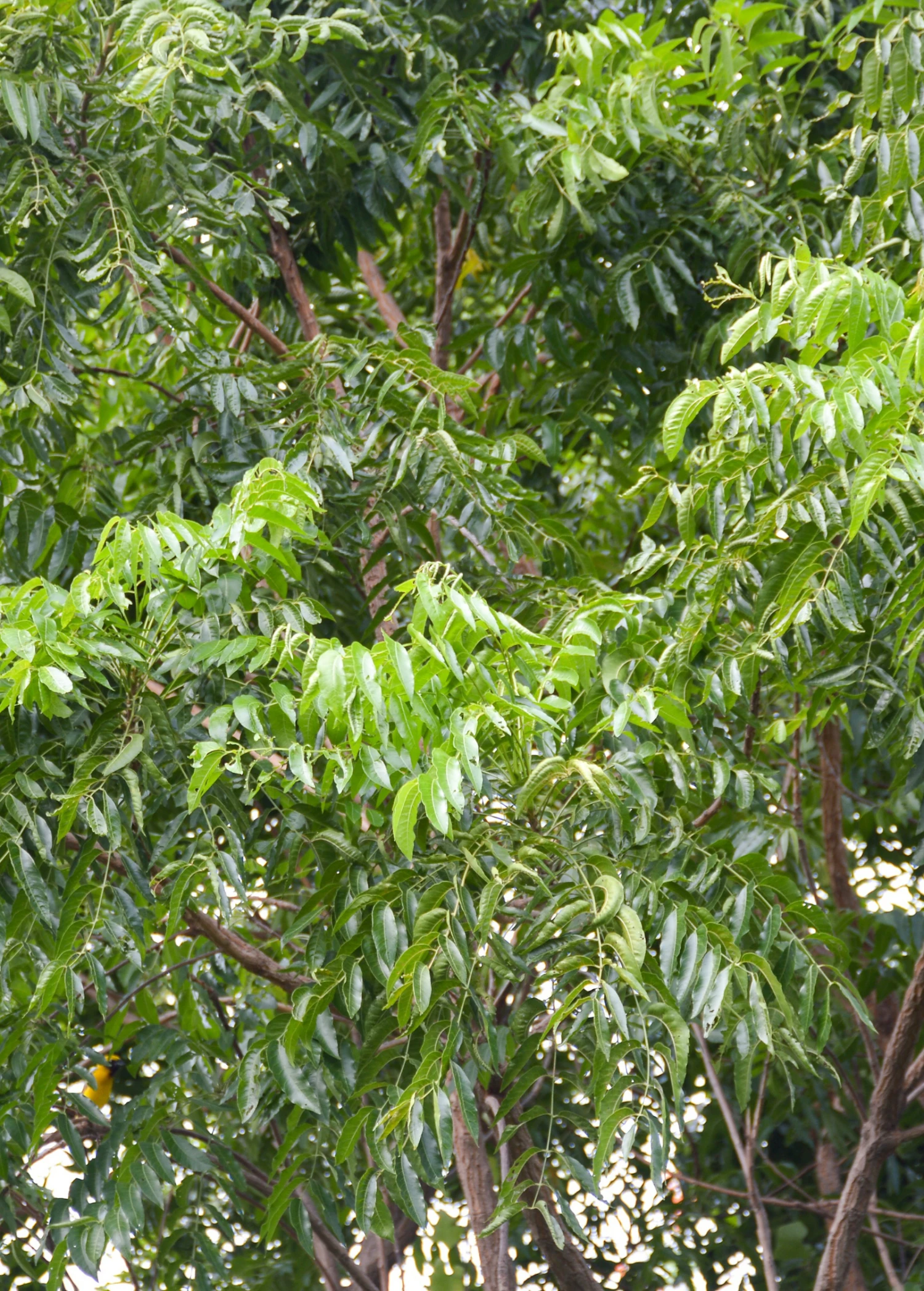 Neem Tree (Azadirachta Indica) - Image 3