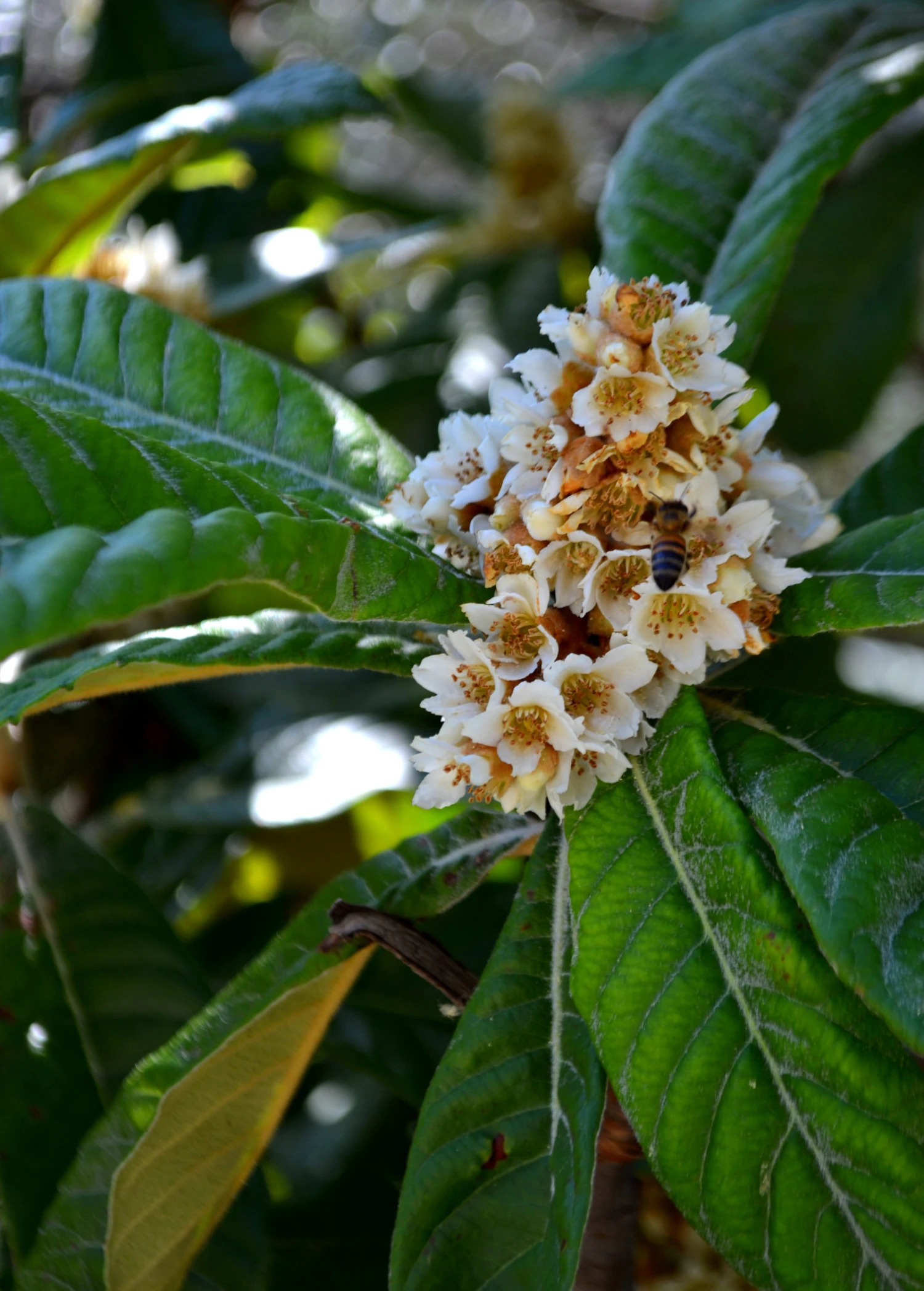 Loquat 'Italy' (Eriobotrya Japonica) - Image 3
