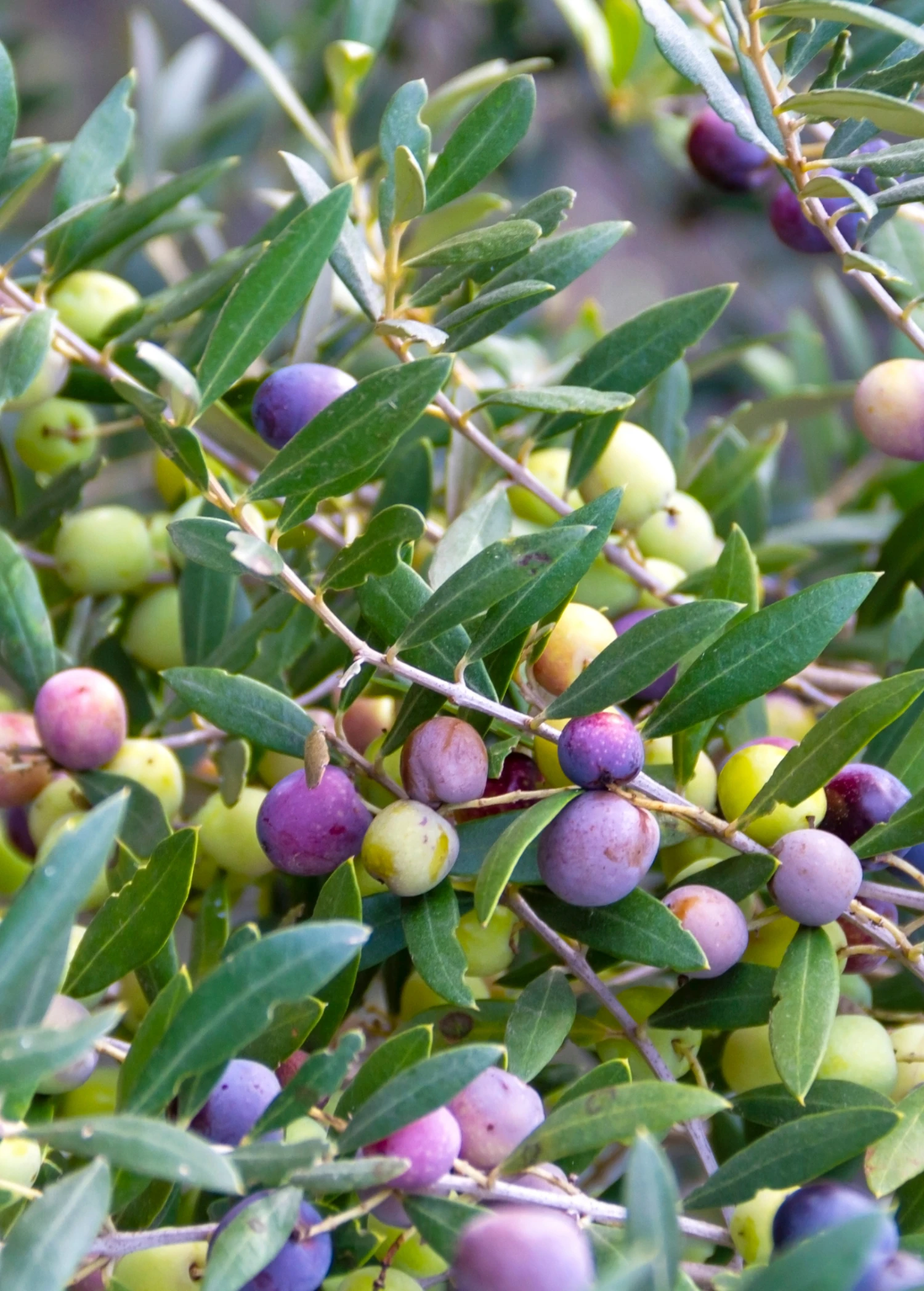 Olive 'Arbequina' (Olea Europea) - Image 4