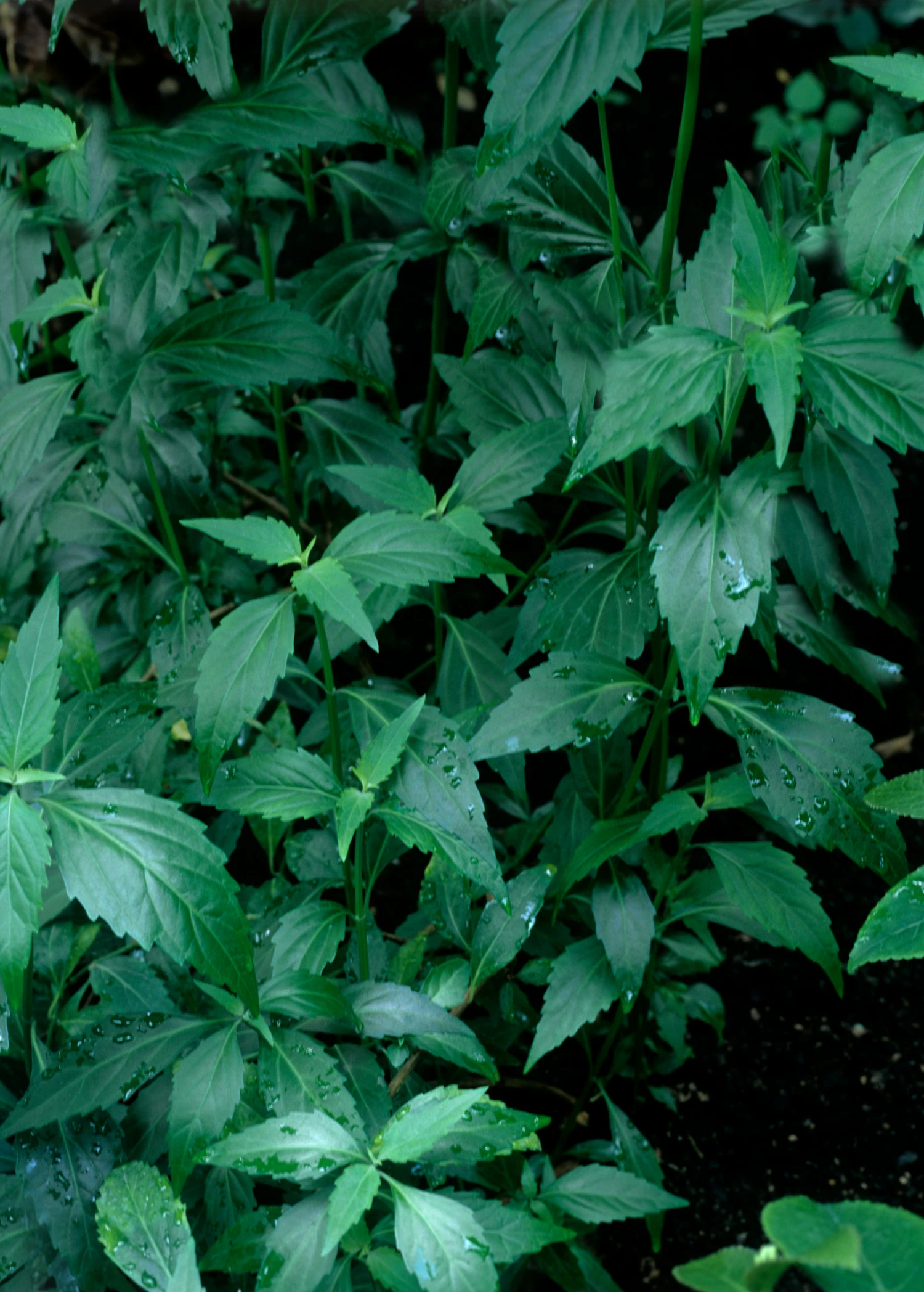 Java Tea (Orthosiphon Stamineus) - Image 3