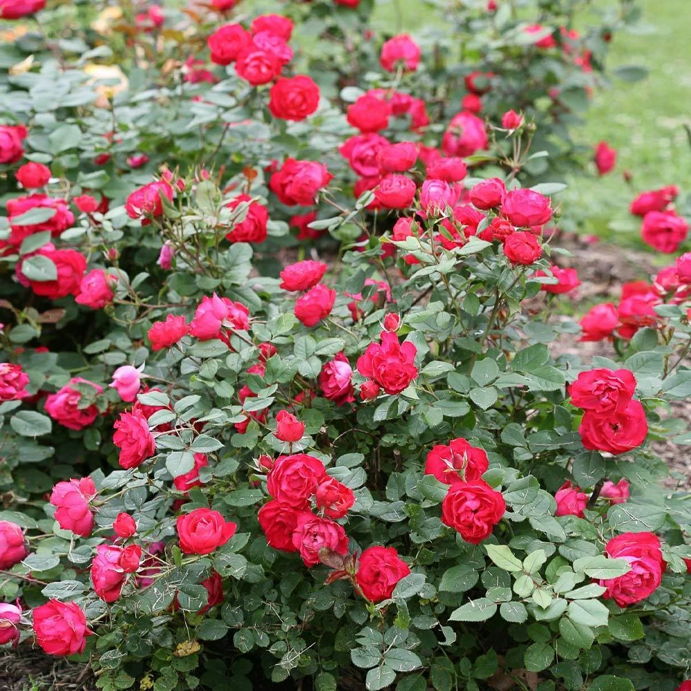 Oso Easy® Double Red Rose - Image 3