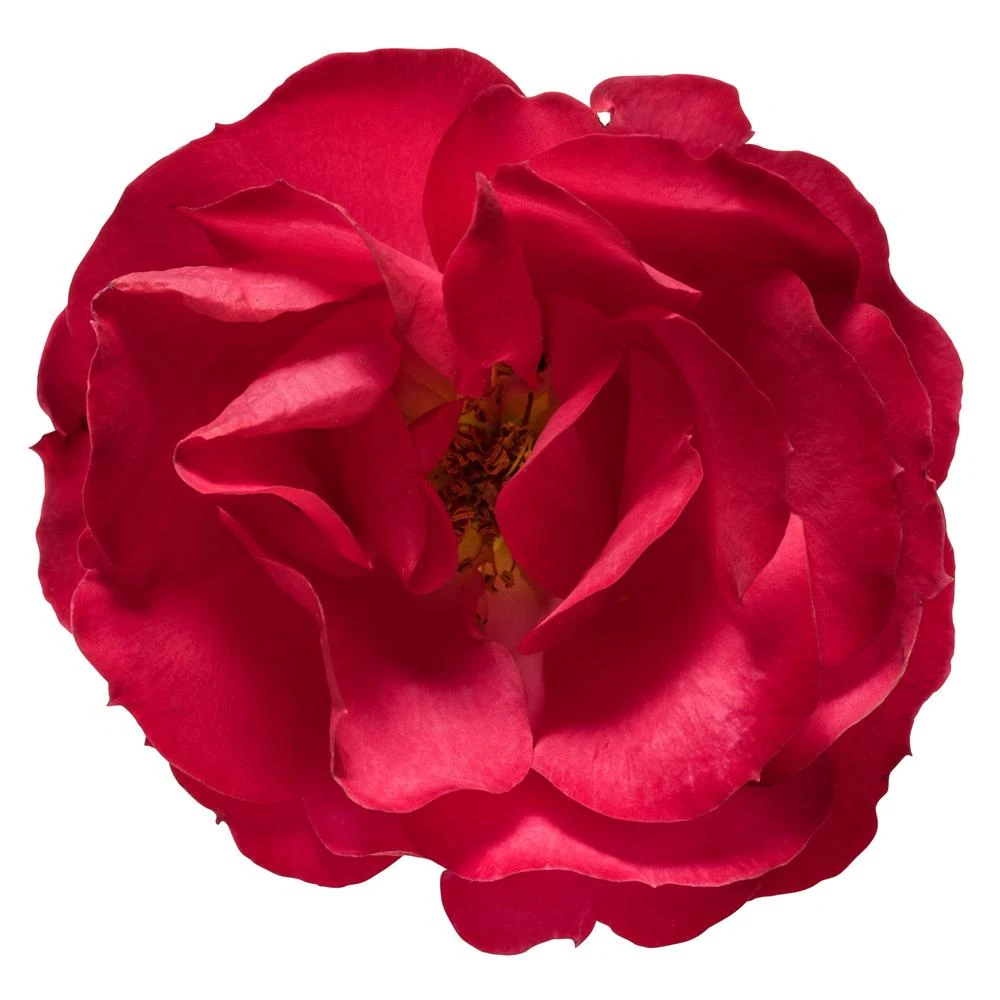Oso Easy® Double Red Rose - Image 4