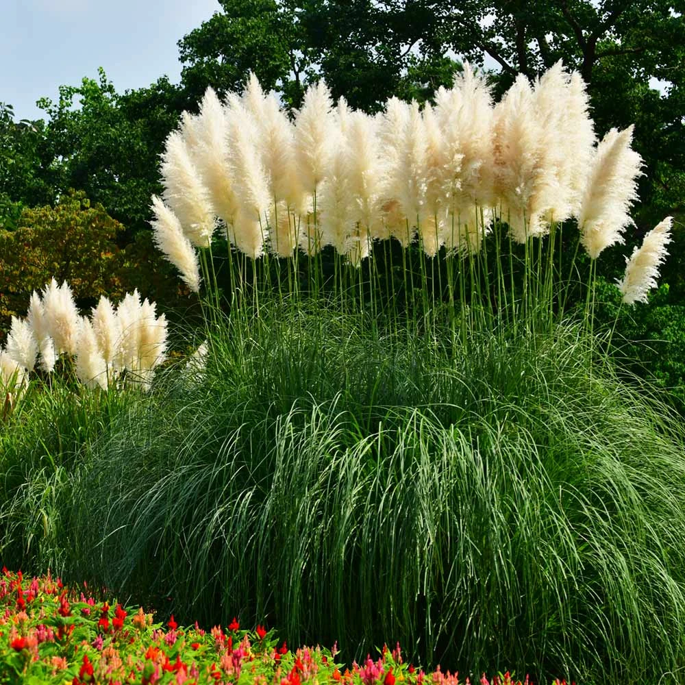 Pampas Grass - Image 2