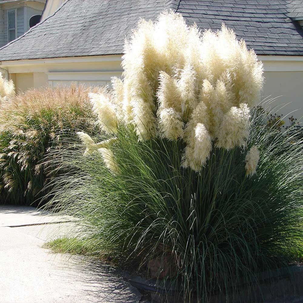 Pampas Grass - Image 3