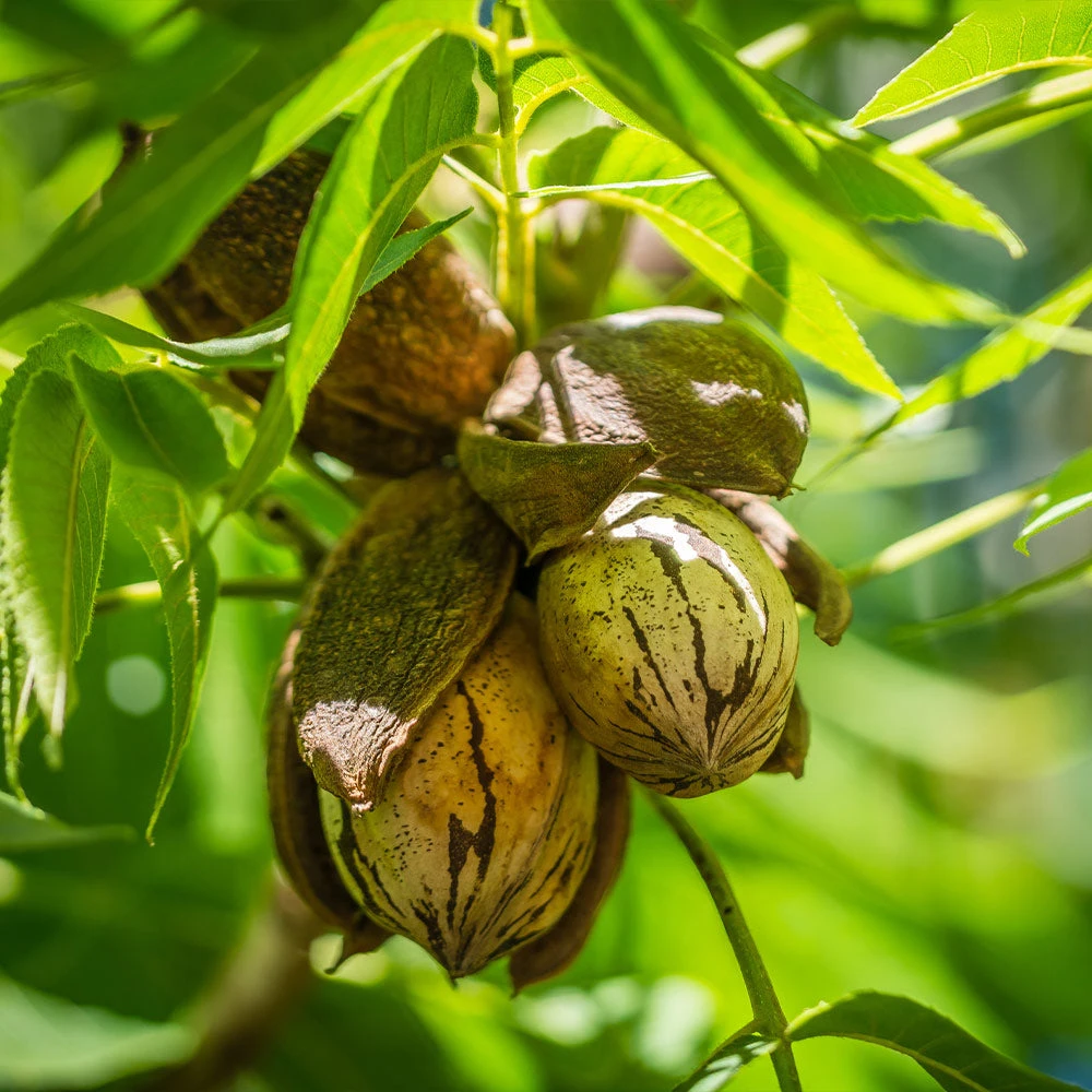 Pawnee Pecan Tree - Image 2