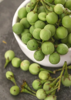 Pea Eggplant (Solanum Torvum)